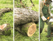 شركة ازالة اشجار بالرياض 0596441589 قطع الاشجار باقل الاسعار