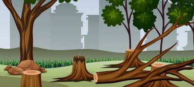شركة ازالة اشجار بجازان قطع الاشجار والنخيل