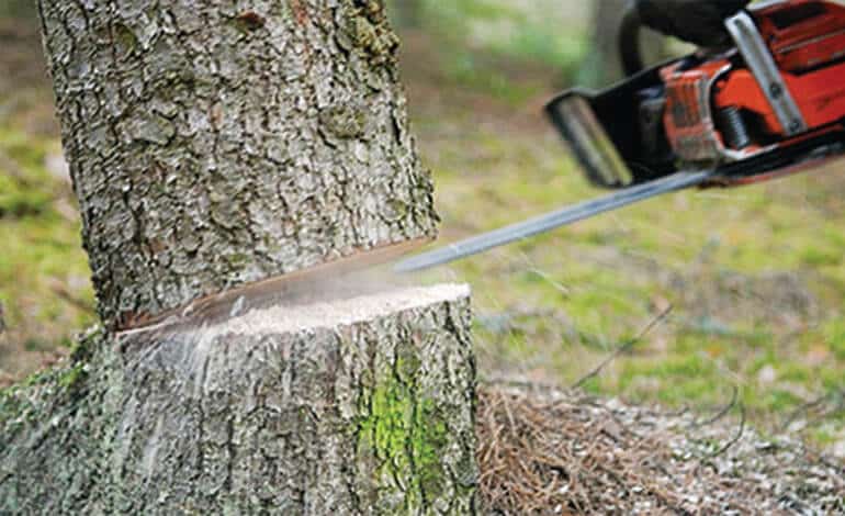 شركة قص اشجار بالخرج قطع اشجار تكريب نخيل تركيب عشب