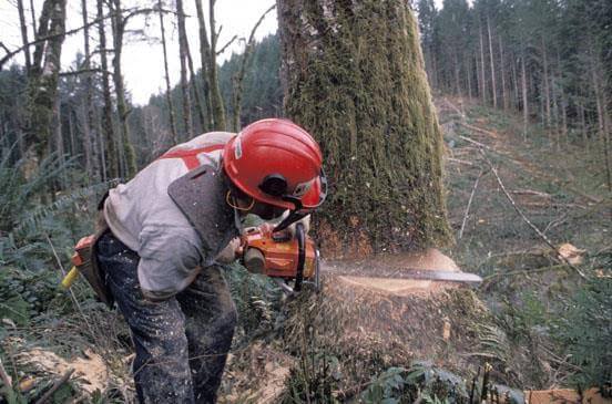 شركة قص شجر بالخرج ازالة اشجار تكريب نخيل تنسيق اشجار