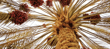 شركة تلقيح نخيل بالرياض زراعة نخيل في الرياض