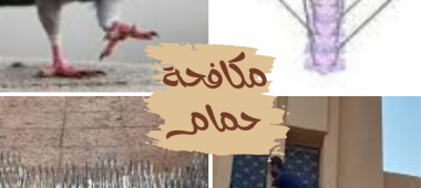 شركة تركيب طارد حمام بالجبيل مكافحة الطيور تركيب شبك مانع الحمام
